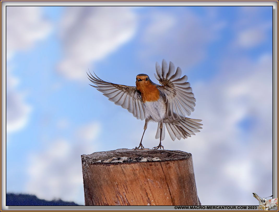 Rouge-Gorge
